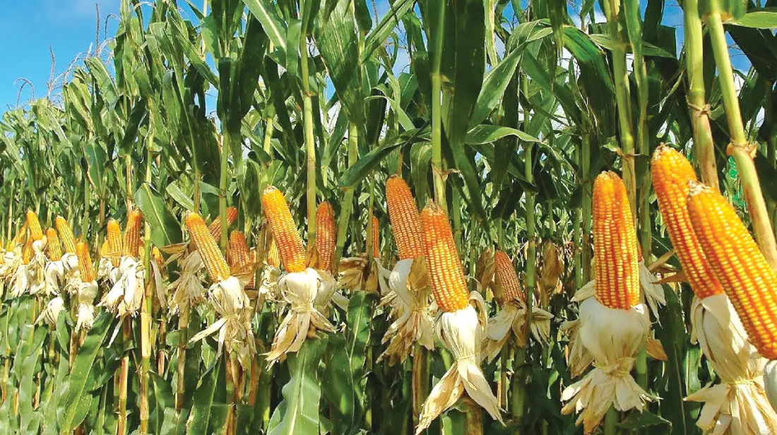 Agronomic Practices of Maize